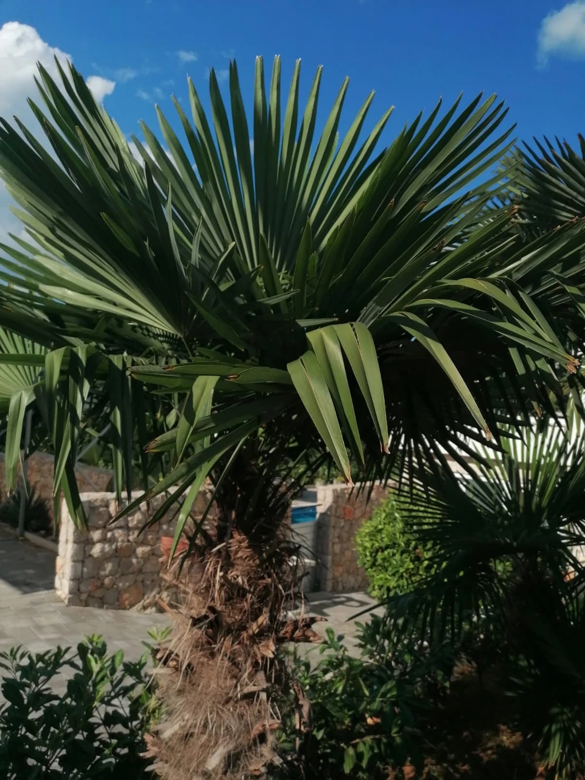 Shade everywhere along the coast