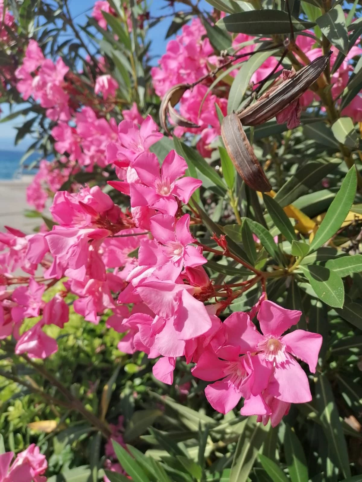 Oleanders wherever you look